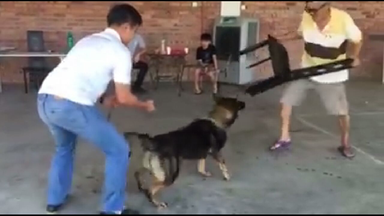 Guard Dog Training Knine Professional Dog Services